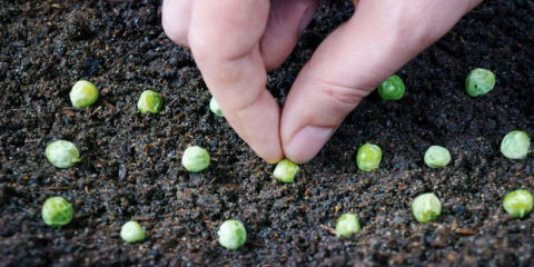 Lunární setí kalendář zahradnictví a zahradník pro leden 2022